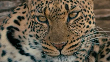 Mashatu: tierra de leopardos