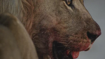 Savage Kingdom: Vida o muerte