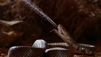 Serpientes: anatomía del veneno