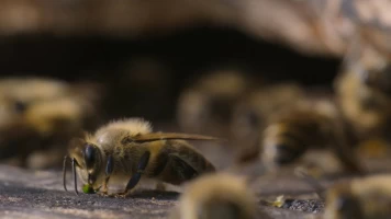 Los secretos de las abejas