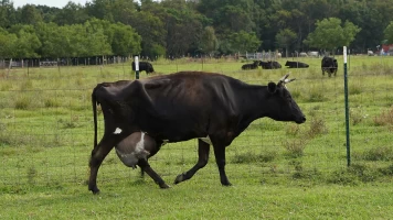 Critter Fixers: Veterinarios rurales. El año del conejo