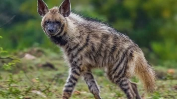 Wild India: Nilgiris