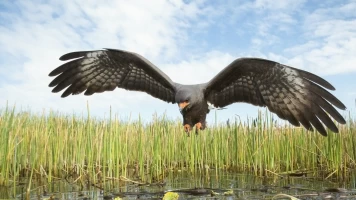 Amazonia americana