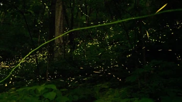 La magia de la bioluminiscencia