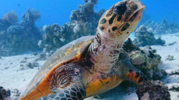 El Mar rojo: un jardín en evolución