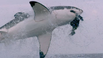 Ataques de tiburones: acceso exclusivo