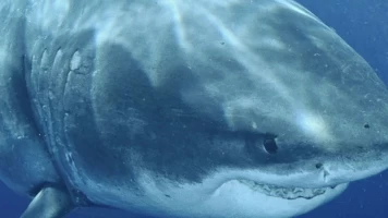 Los tiburones más grandes del mundo