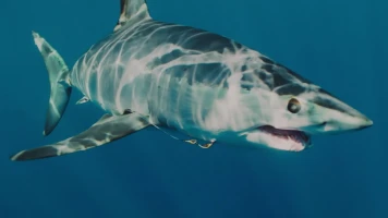 El tiburón mako más grande del mundo
