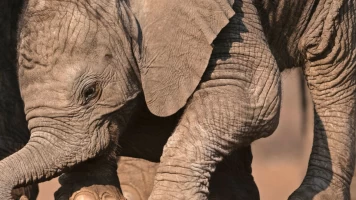Pequeños gigantes del mundo animal