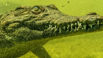 Cocodrilos del Okavango