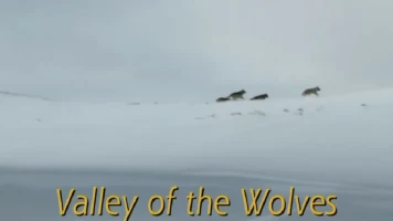 El valle de los lobos
