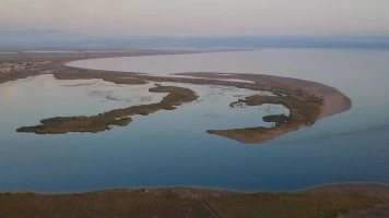 Crabe bleu, chronique d'une invasion