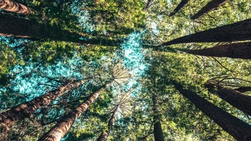 Idjanga, la forêt aux gorilles