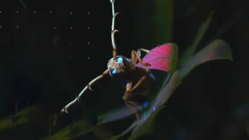 Mysterieux Insectes, sur la Piste des Origines