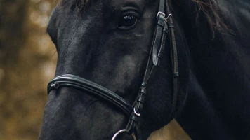 Equitation : Jumping international de Dinard