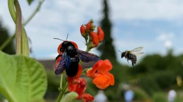 Quel avenir pour nos abeilles ?