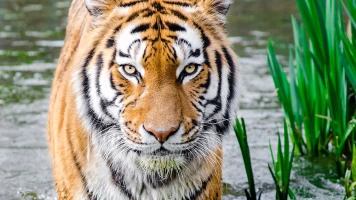 Le pays des merveilles