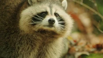 Una aventura salvatge