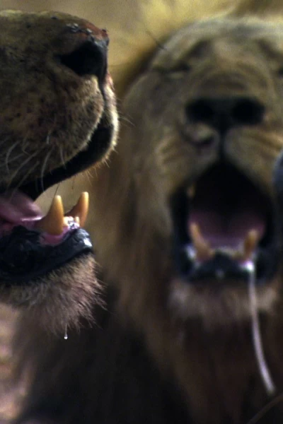 Leones: zona de guerra