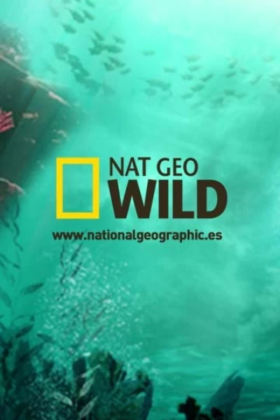 Los cerebros y bebés más raros del mundo