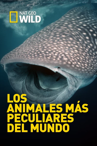 Los animales más peculiares del mundo