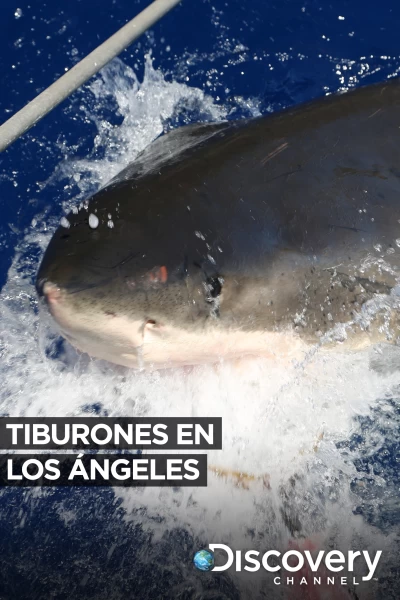 Tiburones en Los Ángeles