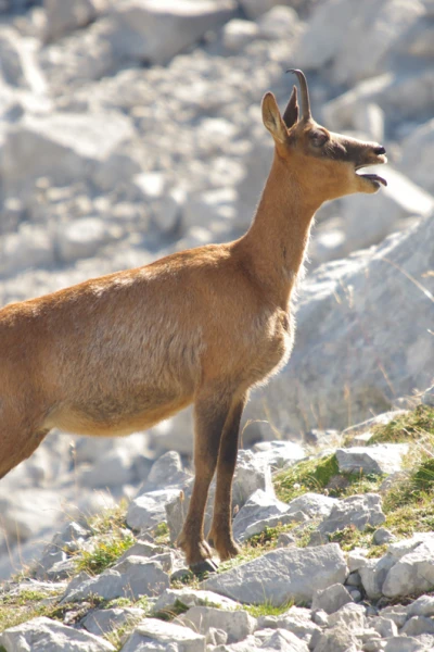 Monteses entre rebecos