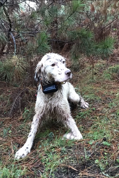 Arcea: la dama del bosque gallego