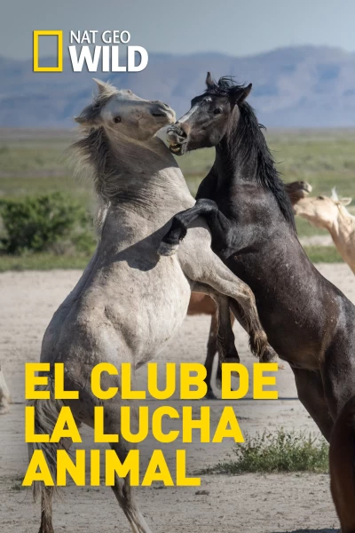 El club de la lucha animal