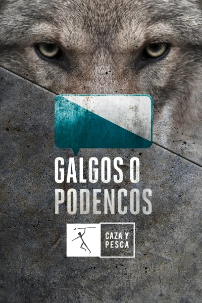 Galgos o podencos