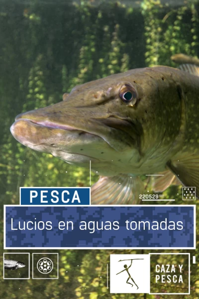 Lucios en aguas tomadas