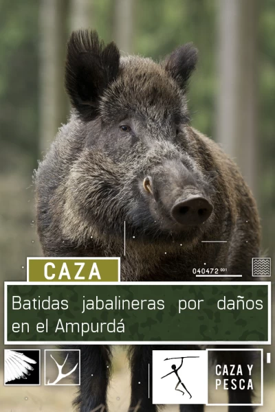 Batidas jabalineras por daños en el Ampurdán