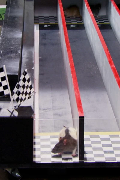 Los Thundermans. T(T2). Los Thundermans (T2): Ep.14 La increíble carrera ratonil