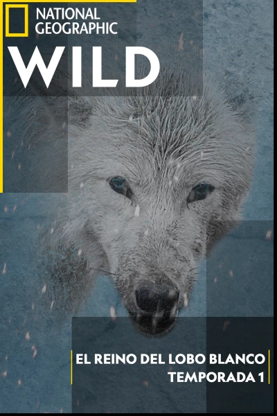 El reino del lobo blanco