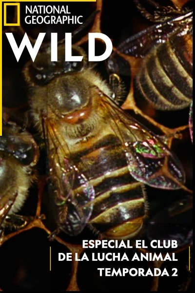 El club de la lucha animal
