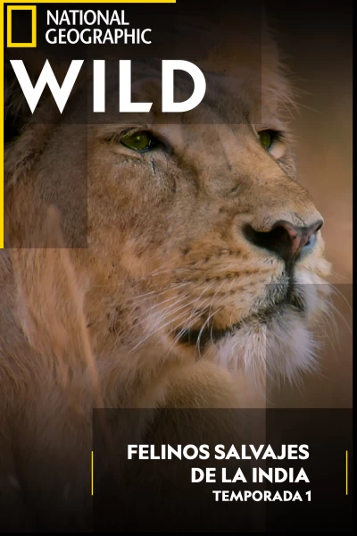 Felinos salvajes de la India