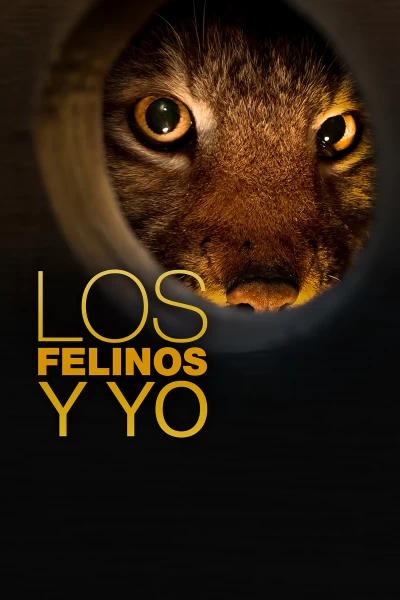 Los felinos y yo