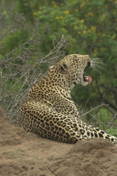 El linaje de los depredadores. El linaje de los...: El cuento del leopardo