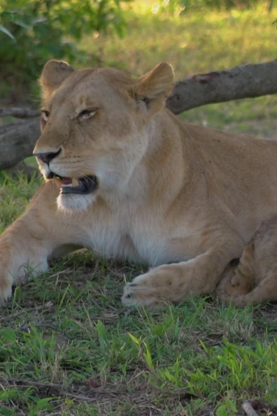 El linaje de los depredadores. El linaje de los...: El legado del león