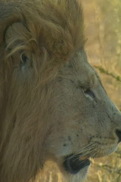 El linaje de los depredadores. El linaje de los...: Sororidad