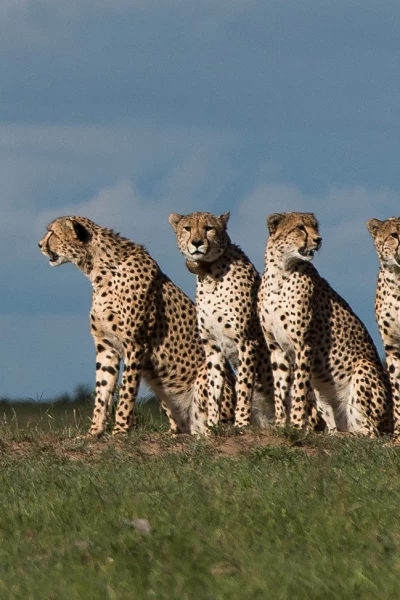 El linaje de los depredadores. El linaje de los...: La hermandad