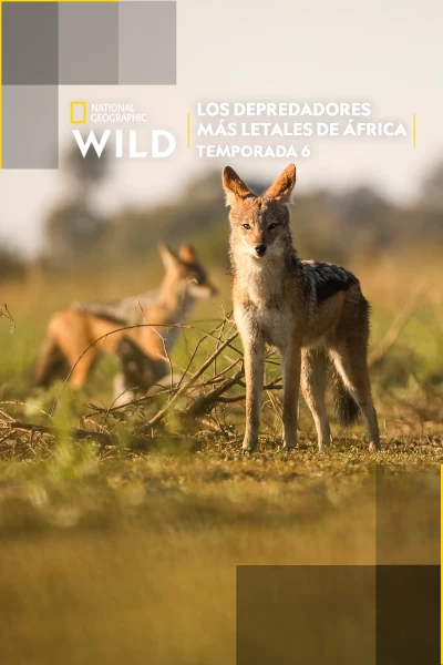 Los depredadores más letales de África