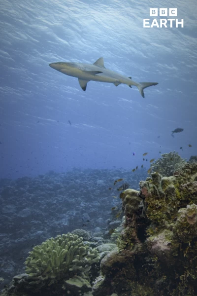 La hora de la naturaleza. La hora de la naturaleza: Despertar