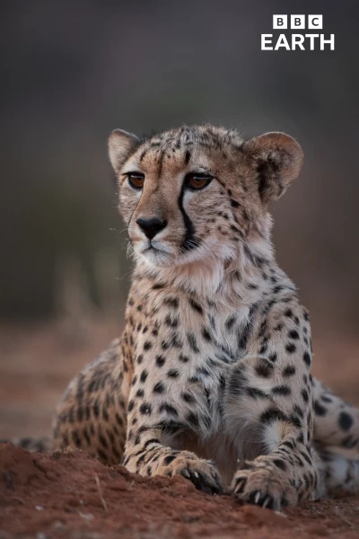 Los guepardos y yo. Los guepardos y yo: Ep.2