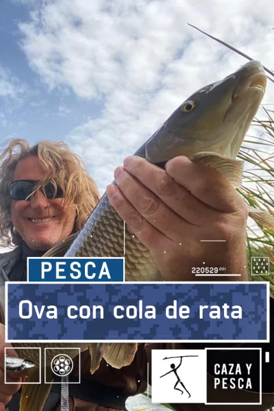 Ova con cola de rata