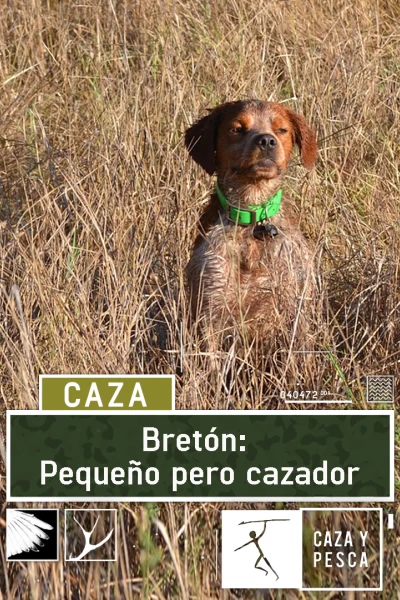 Bretón, pequeño pero cazador