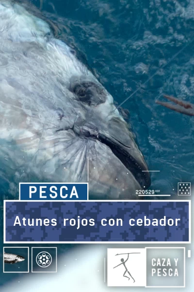 Atunes rojos con cebador
