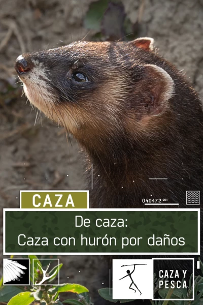 De caza: Caza con hurón por daños
