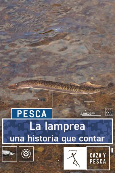 La lamprea: una historia que contar