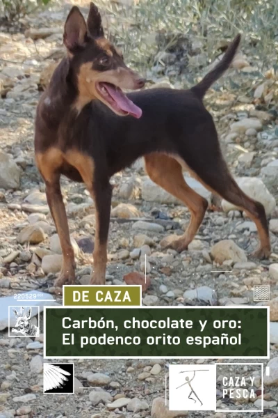 Carbón, chocolate y oro: El podenco Orito